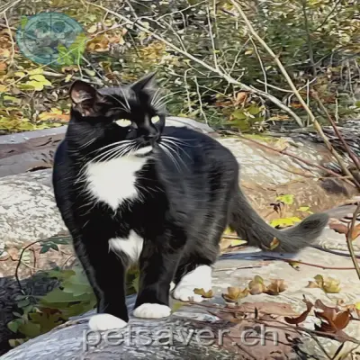 chat lost 20 Rittergutstrasse 8200 Schaffhouse Picasso