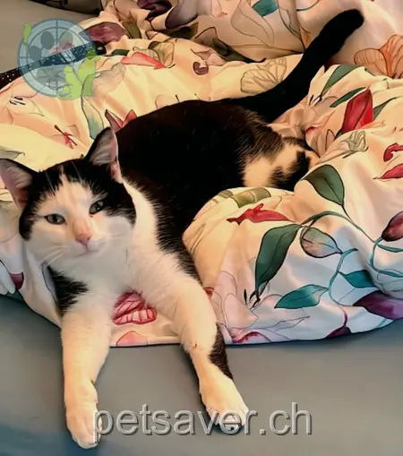 chat lost 97 Unterdorf 8262 Ramsen Flips