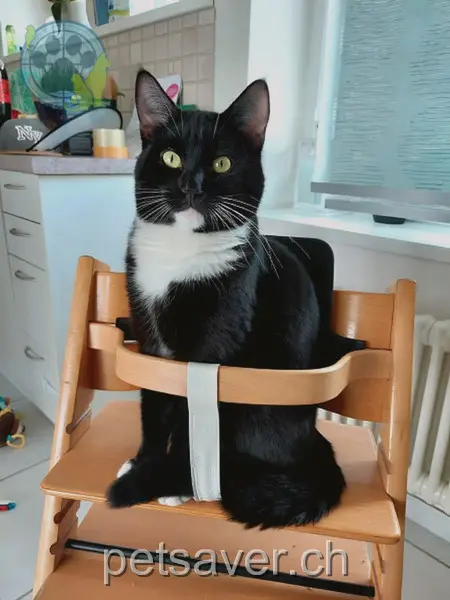 chat lost 25 Oberwiesenstrasse 8215 Hallau Carlo