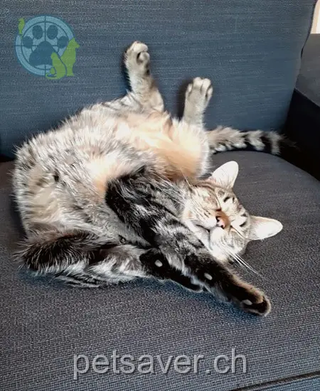 chat lost 42 Neunkircherstrasse 8215 Hallau Tigerli