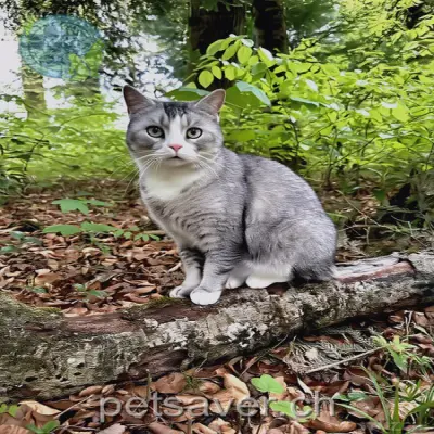 chat lost 5 Tannenweg 4565 Recherswil Bubu