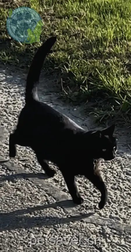 chat lost 7 Melbenackerstrasse 4584 Lüterswil Miggy
