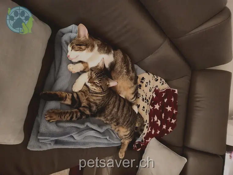 chat lost 13 Schmittenrain 4554 Etziken Lio