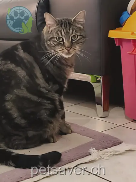 chat lost 10 Schützenweg 4542 Luterbach Tigi