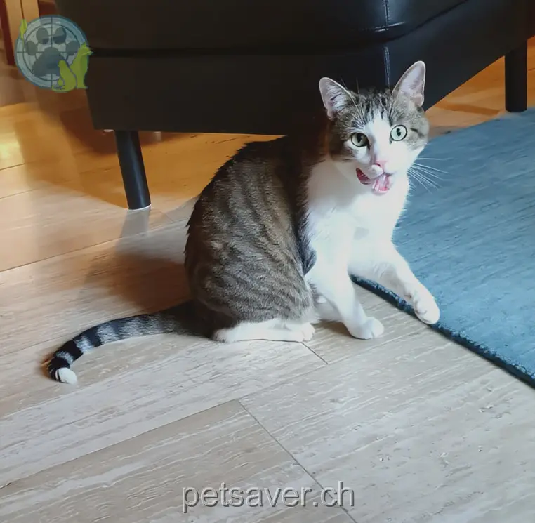 chat lost 28 Ausserdorfstrasse 4412 Nuglar Felix