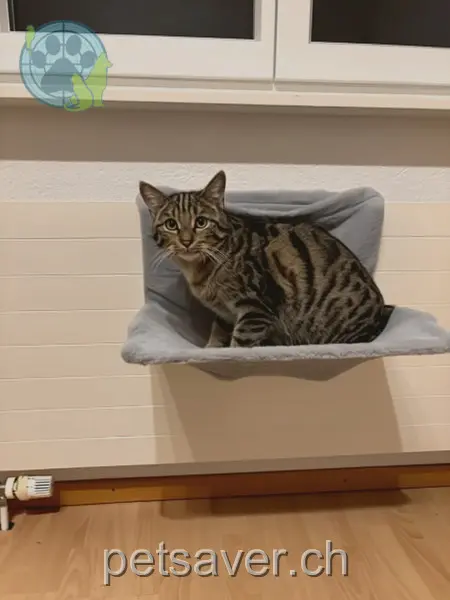 chat lost 40a Hauptstrasse 4421 Nuglar-St. Pantaleon Fi