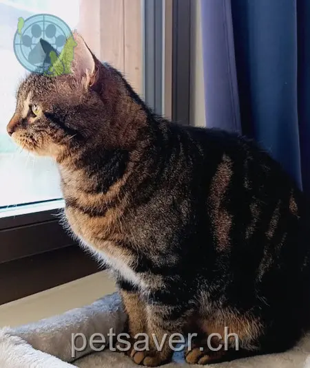 chat lost 31 Flühstrasse 4114 Hofstetten SO Findus