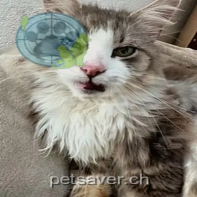 chat lost 9 Allmendstrasse 4116 Metzerlen-Mariastein Gizmo