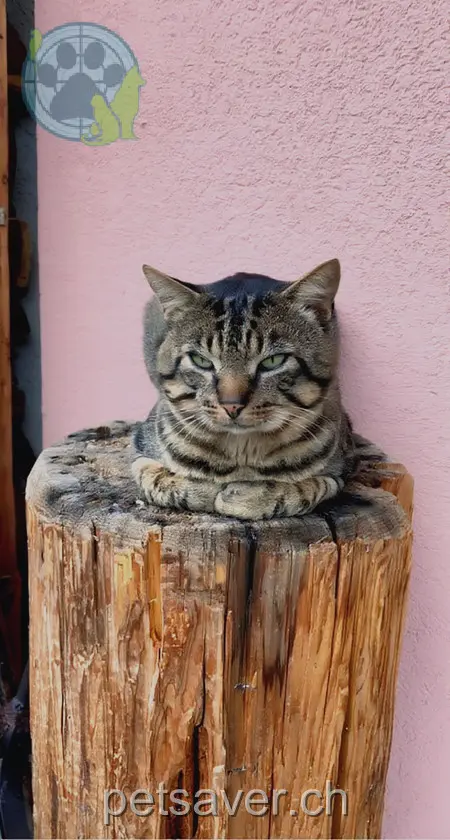 chat lost 104 Hauptstrasse 4233 Meltingen Mailo