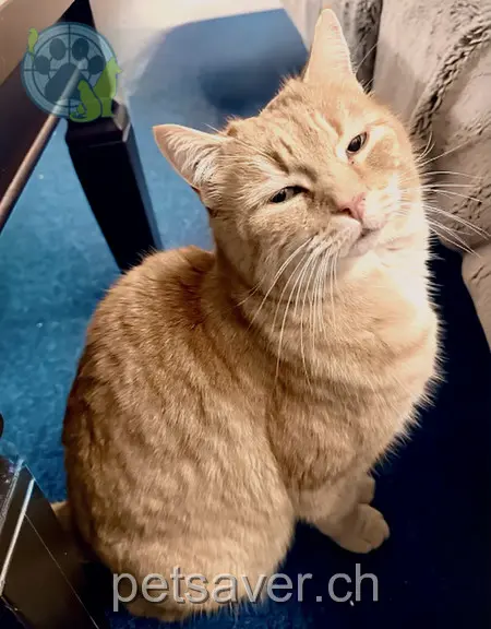 chat lost 20 Mettlenstrasse 4657 Dulliken Finn