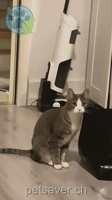 chat lost  Ifenthalerstrasse 4633 Hauenstein-Ifenthal Shiro