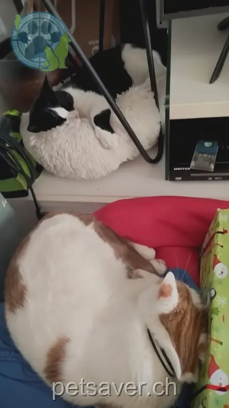 chat lost 2 Schachenrain 5013 Niedergösgen Sushi