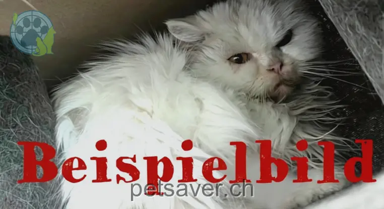 chat lost 12 Ritterstrasse 4533 Riedholz 01.04.2026