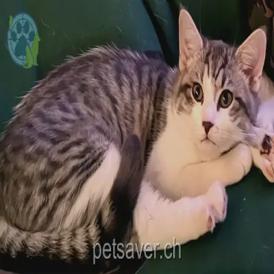 chat lost 9 Höhenstrasse 4533 Riedholz Balu