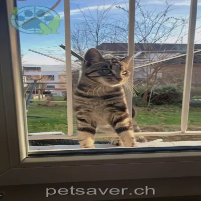 chat lost 6 Forstweg 2545 Saucy Blacky