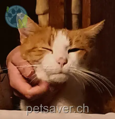 chat lost 4a Feldstrasse 4522 Rüttenen Füchsu