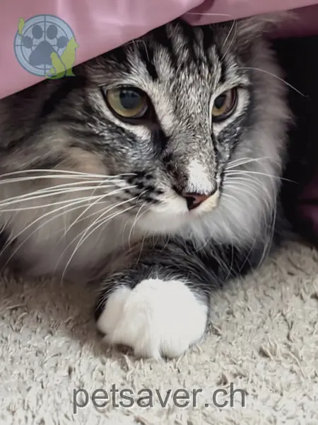 chat lost 9 Eigerweg 2540 Granges Kion