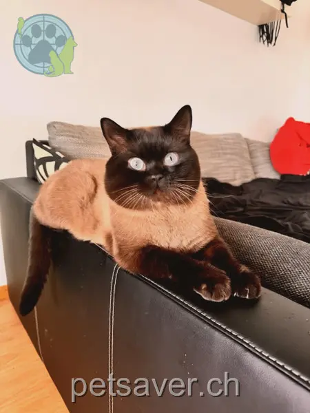 chat lost 13 Schachen 4534 Flumenthal Leo