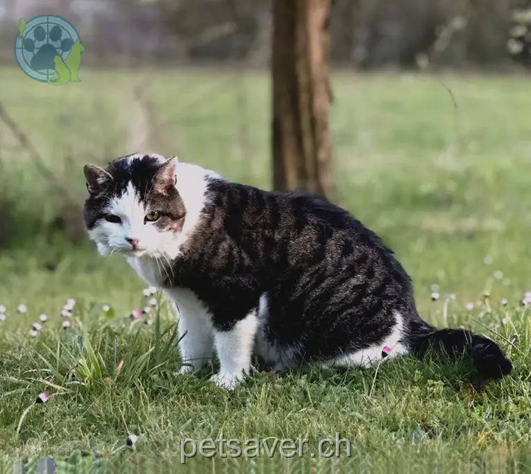 chat lost 4a Mattenstrasse 4532 Feldbrunnen Schimuck
