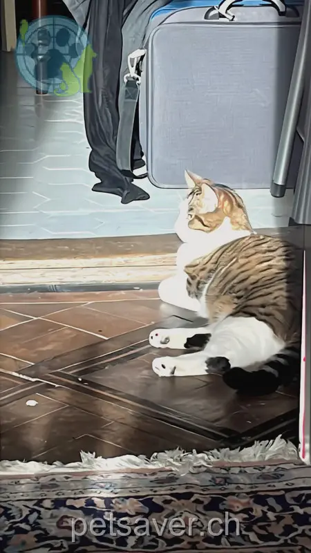 chat lost 29 Dornacherstrasse 4501 Soleure Smoky