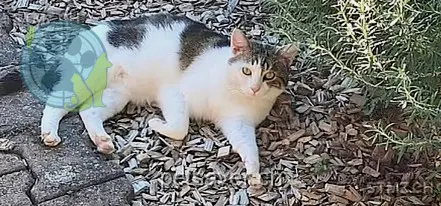 chat lost 17 Birgisweg 4513 Langendorf Tj