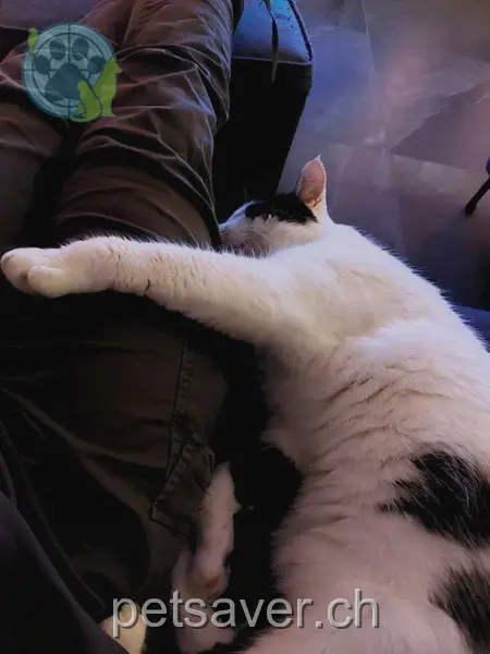 chat lost 16 Fulenbacherstrasse 4623 Neuendorf Louis