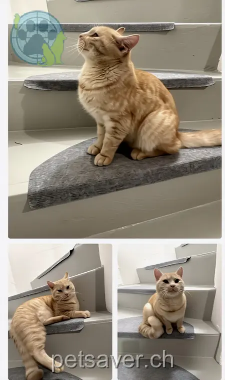 chat lost 37 Hauptstrasse 4702 Oensingen Rocket