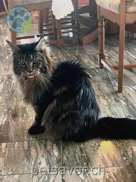 chat lost 12 Schlapprig 8847 Egg SZ Antoninus