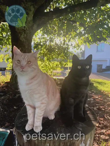 chat lost 60 Oberdorfstrasse 8853 Lachen Mäxli