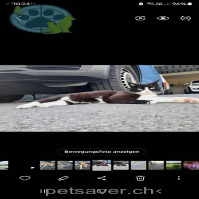 chat lost 12 Mühlenenstrasse 8856 Tuggen Prinz