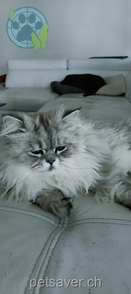 chat lost 13 Gweerhofstrasse 8853 Lachen Silly