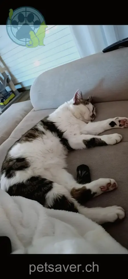 chat lost 10b Glänternstrasse 8864 Reichenburg Simba