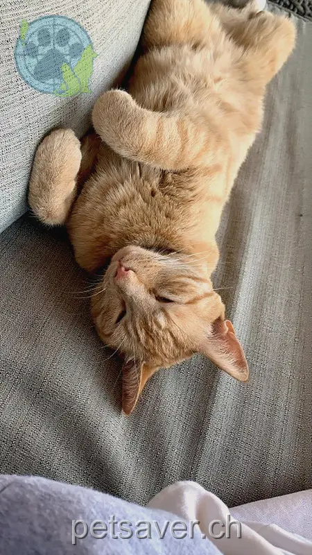 chat lost 5b Brüölstrasse 6415 Goldau Misto