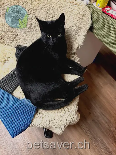 chat lost 32b Grundstrasse 6430 Rickenbach bei Schwyz Nemo