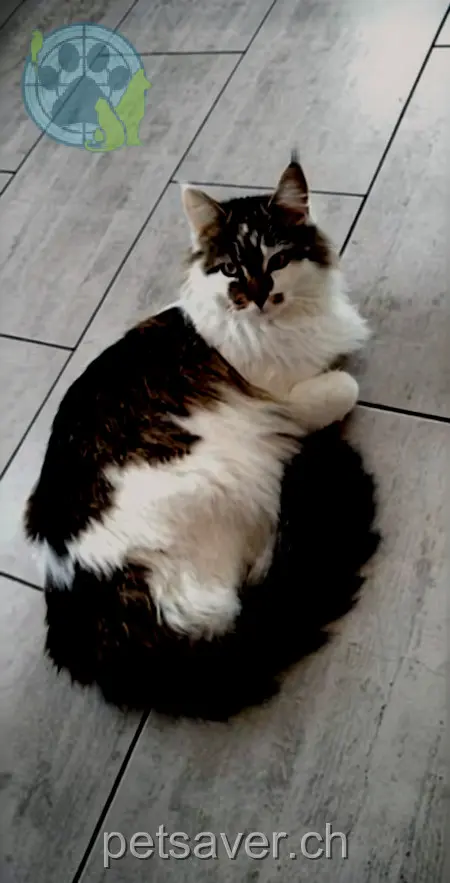 chat lost 64 Amriswilerstrasse 8590 Romanshorn 17.03.2026