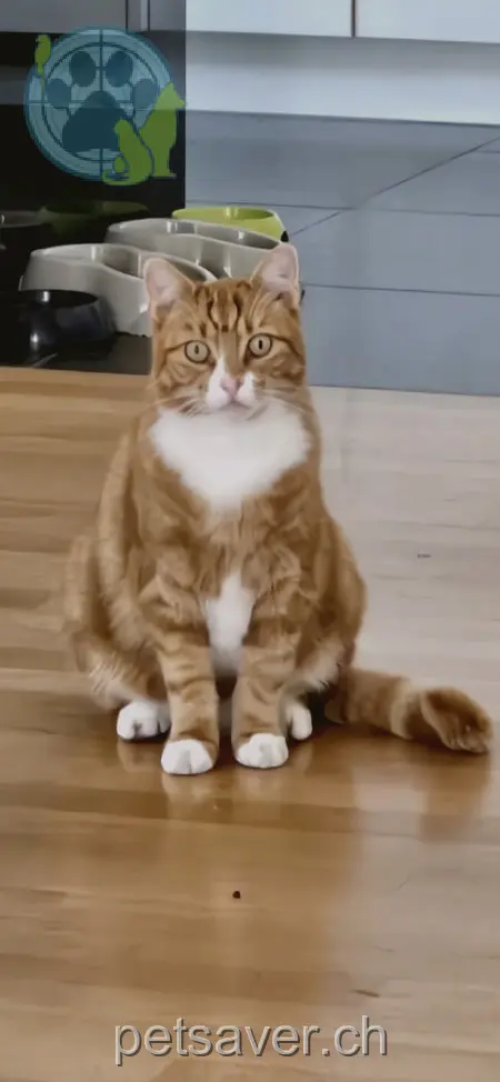 chat lost 45 Neumühlestrasse 8580 Oberaach Minu