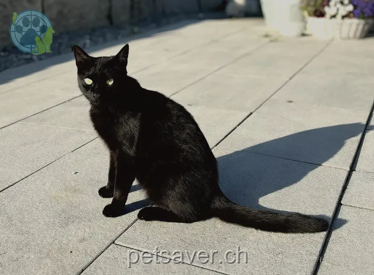 chat lost 3 Am Bergli 8253 Diessenhofen Blacky