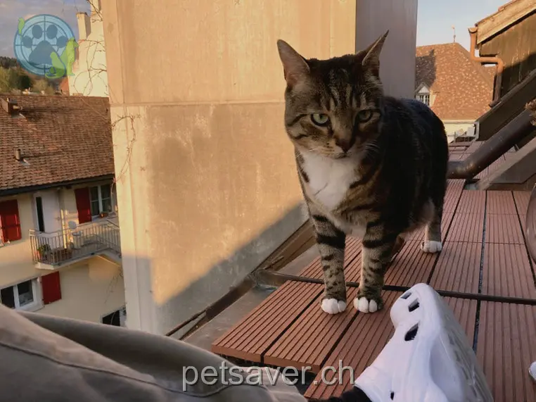 chat lost 43 Hintergasse 8253 Diessenhofen Kofu