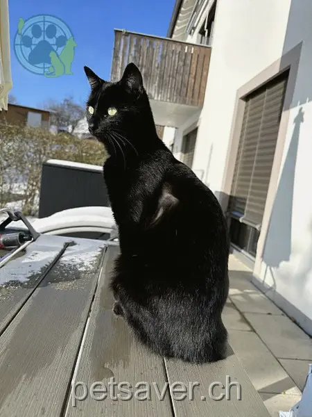 chat lost 8 Hauptstrasse 8553 Hüttlingen Mogli