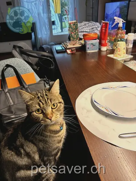chat lost 42 Scheuchenstrasse 8500 Frauenfeld Nero