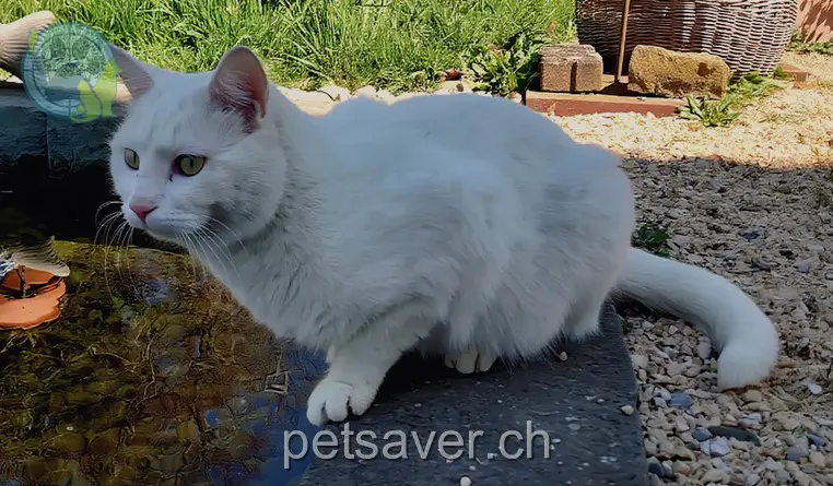 chat lost  Steckbornerstrasse 8506 Lanzenneunforn Pamuk