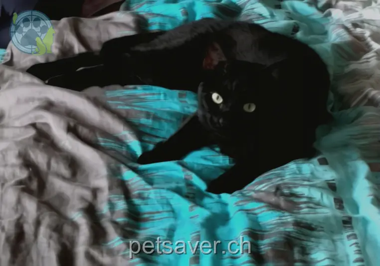 chat lost 32 Steinerstrasse 8253 Diessenhofen Sämi