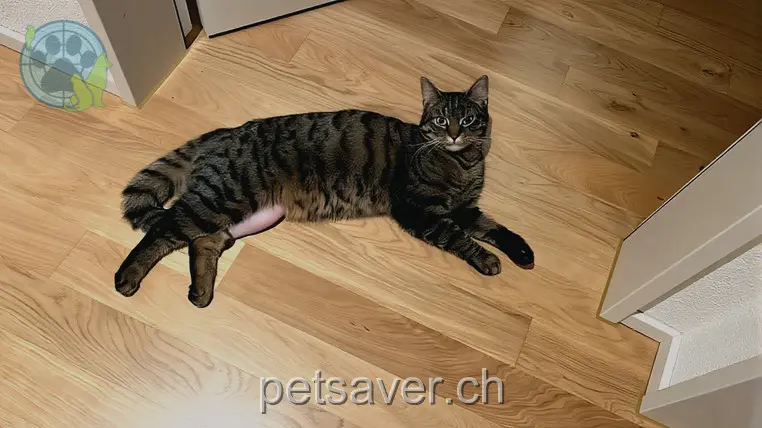 chat lost 4 Hofpeter 8595 Altnau Armor