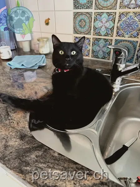 chat lost 41 Seetalstrasse 8280 Kreuzlingen Assi