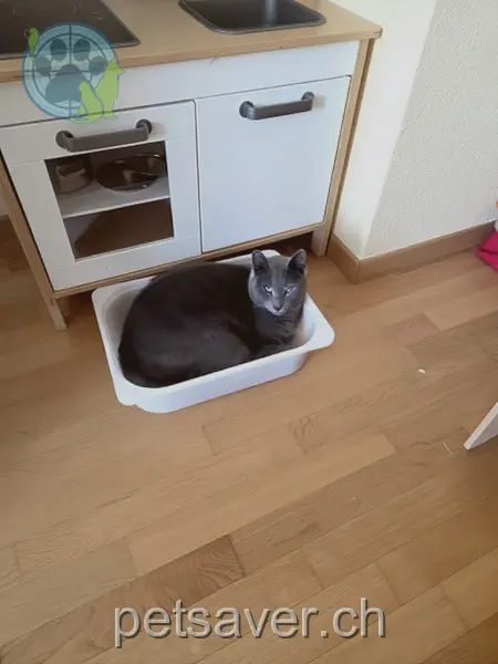 chat lost 10 Oberdorf 8564 Sonterswil Conni