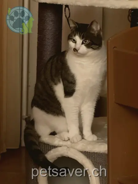 chat lost 10 Mörgelistrasse 8596 Scherzingen Findus