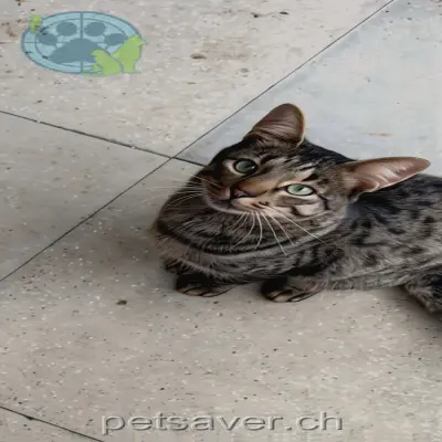 chat lost  Buechenstrasse 8596 Landschlacht Mogli