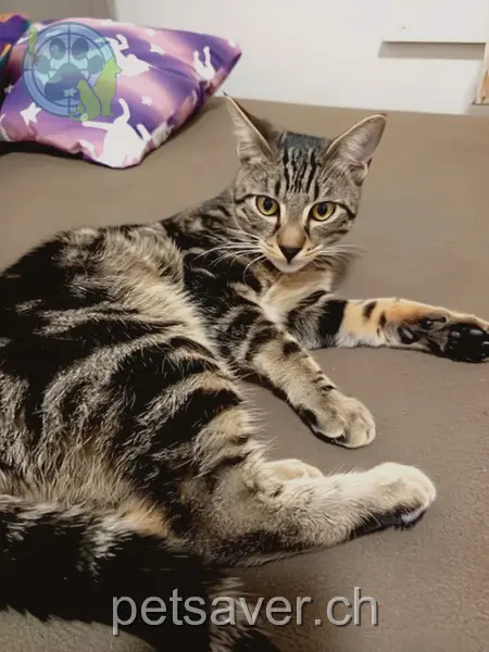 chat lost 15 Zeppelinstrasse 8280 Kreuzlingen Umka