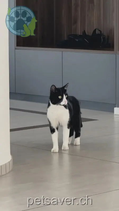 chat lost 32 Am Feutschenbach 9542 St. Margarethen TG Dobby