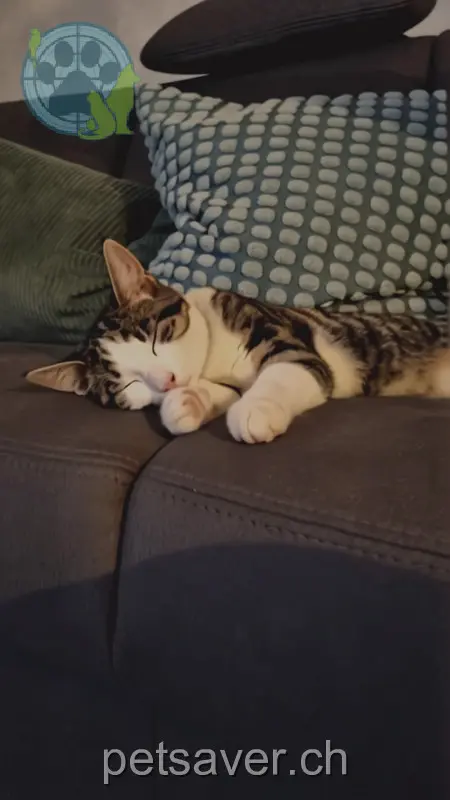 chat lost 11 Horbenstrasse 8356 Ettenhausen TG Felix